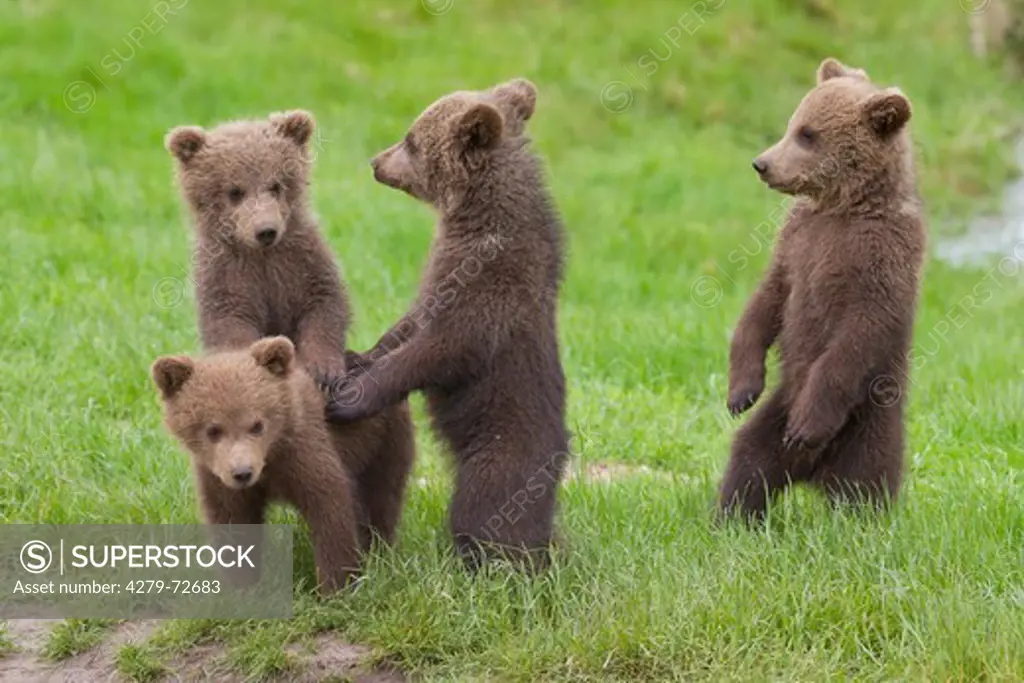 European Brown Bear (Ursus arctos). Four cubs standing upright in grass. Sweden