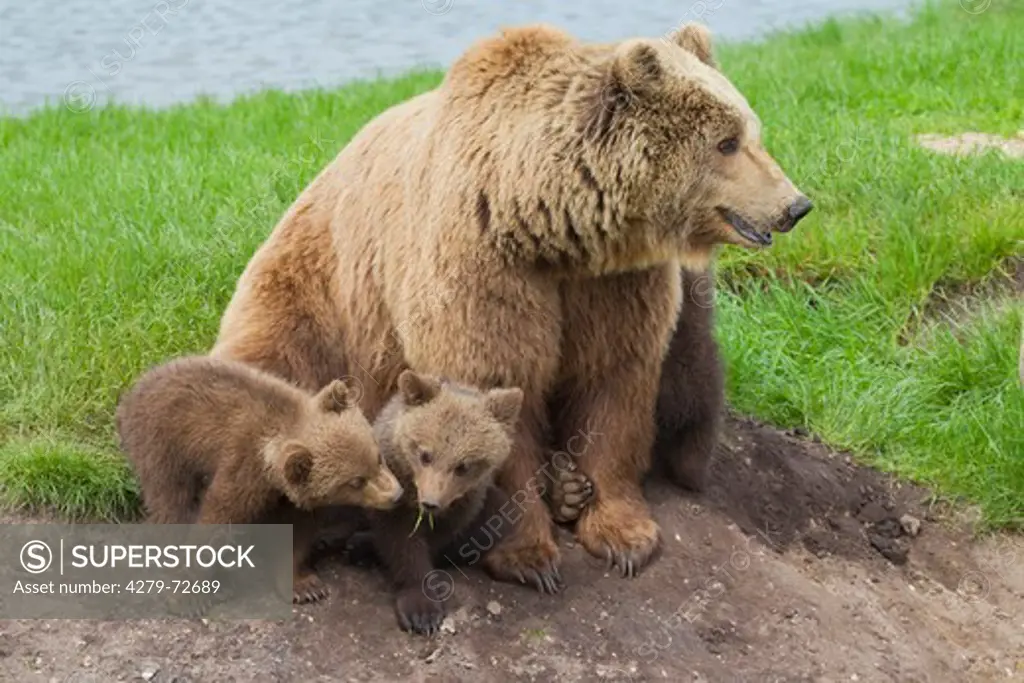European Brown Bear (Ursus arctos). Mother with two cubs, sitting. Sweden