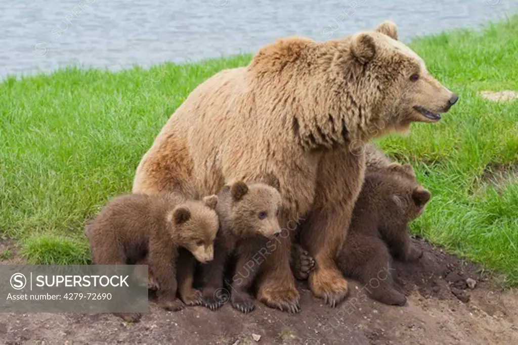 European Brown Bear (Ursus arctos). Mother with four cubs, sitting. Sweden