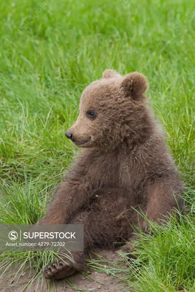 European Brown Bear (Ursus arctos). Cub sitting in grass. Sweden