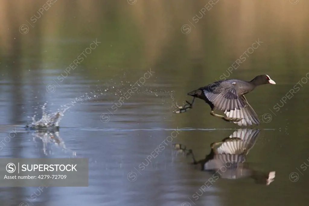 Coot (Fulica atra) starting from water. Germny