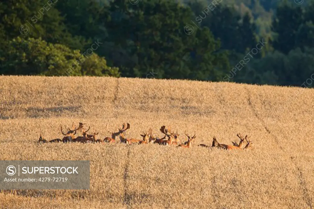 Fallow Deer (Cervus dama, Dama dama). Bucks in a corn field. Scania. Sweden