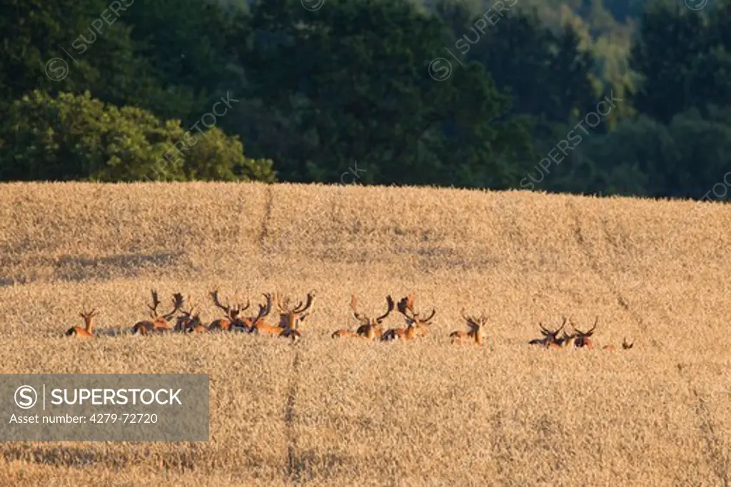 Fallow Deer (Cervus dama, Dama dama). Bucks in a corn field. Scania. Sweden