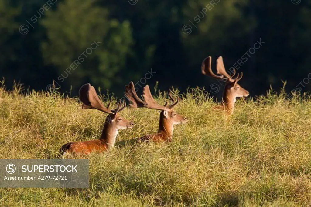 Fallow Deer (Cervus dama, Dama dama). Three bucks in a rape field. Scania. Sweden