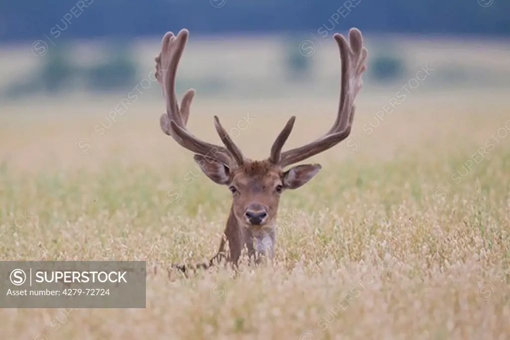 Fallow Deer (Cervus dama, Dama dama). Bucks in an oat field. Scania. Sweden,  , Damwild, Cervus dama, Damhirsch im Getreidefeld,