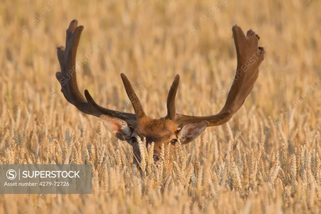Fallow Deer (Cervus dama, Dama dama). Buck in a wheat field. Scania. Sweden