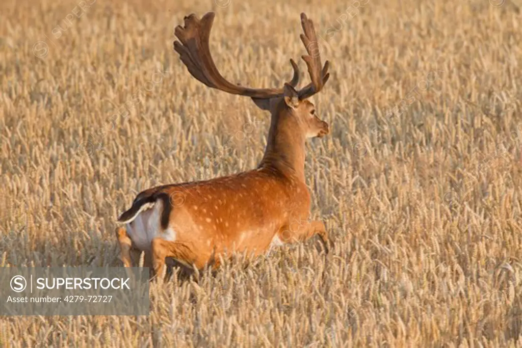 Fallow Deer (Cervus dama, Dama dama). Buck fleeing in a wheat field. Scania. Sweden
