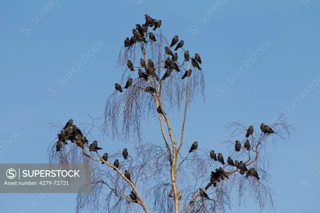 Eurasian Jackdaw (Corvus monedula), flock at roost. Sweden