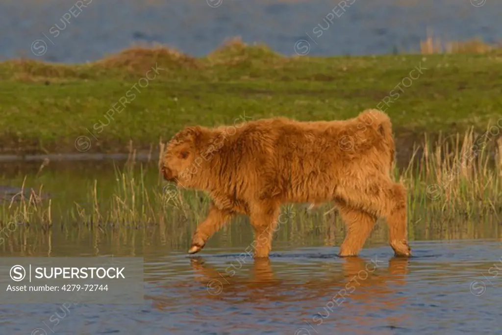 Highland Cattle (Bos primigenius, Bos taurus). Calf walking in shallow water. Germany