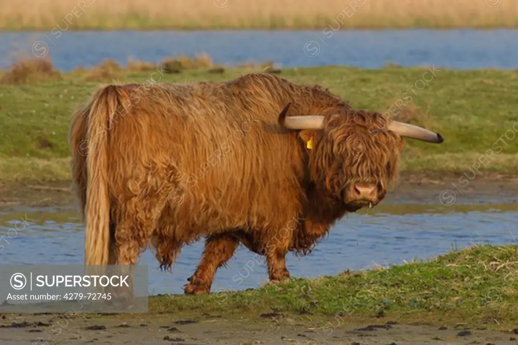 Highland Cattle (Bos primigenius, Bos taurus). Bull standing at the waters edge. Germany