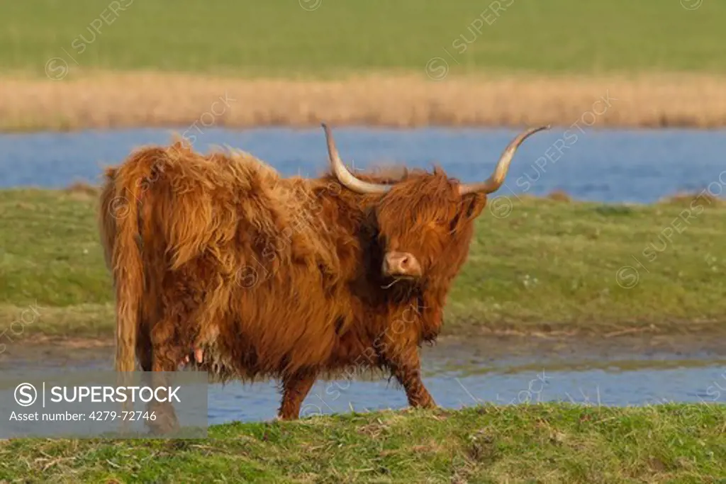 Highland Cattle (Bos primigenius, Bos taurus). Cow standing at the waters edge. Germany