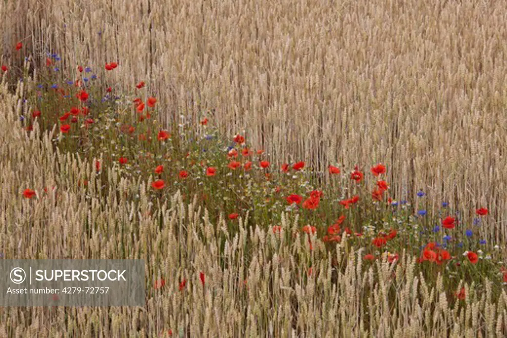 Common Red Poppy (Papaver rhoeas) and Cornflower (Centaurea cyanus) flowering in a wheat field. Scania, Sweden