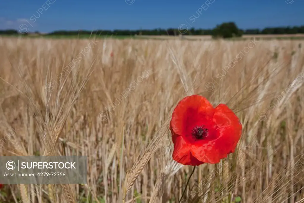 Common Red Poppy (Papaver rhoeas) flowering in a wheat field. Scania, Sweden