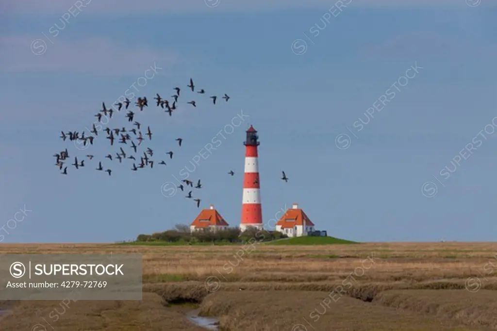 Flock of Brent Geese (Branta bernicla) in flight with the the lighthouse Westerheversand in background. Peninsula of Eiderstedt,