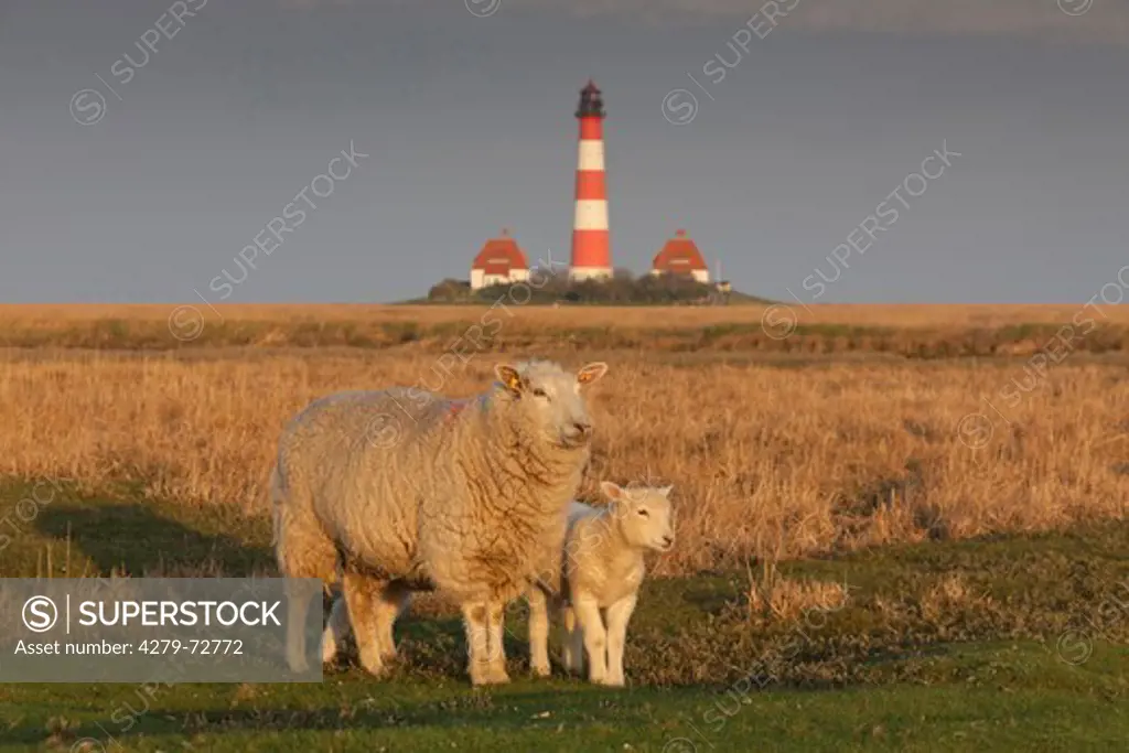 Domestic Sheep (Ovis ammon aries). Ewe with lamb on a salt marsh with the lighthouse Westerheversand in background. Peninsula of