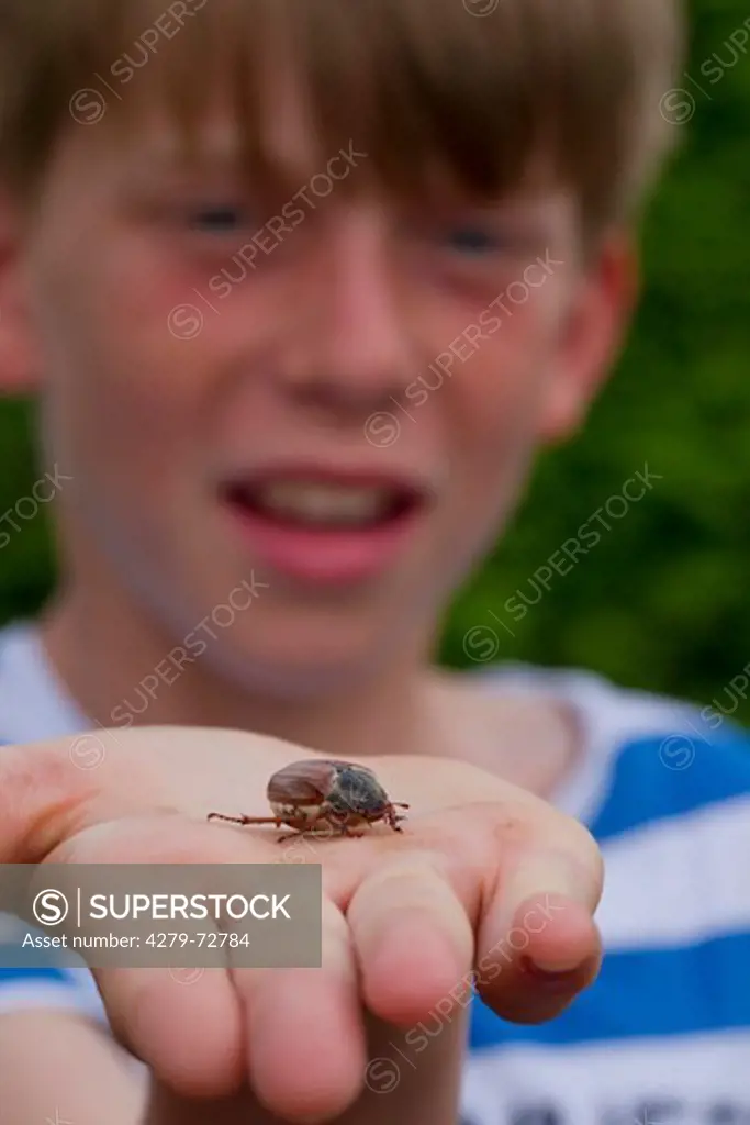 Common cockchafer, Maybug (Melolontha melolontha). Beetle on the hand of a boy. Germany