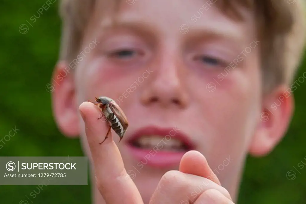 Common cockchafer, Maybug (Melolontha melolontha). Beetle on the finger of a boy. Germany