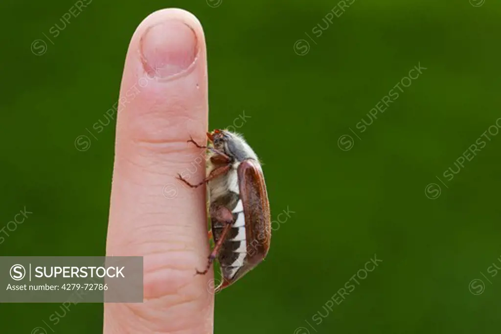 Common cockchafer, Maybug (Melolontha melolontha). Beetle on a finger. Germany