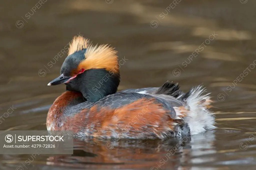 Slavonian Grebe. Horned Grebe (Podiceps auritus), adult in breeding plumage on water. Sweden
