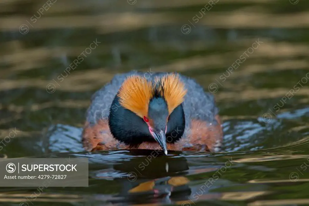 Slavonian Grebe. Horned Grebe (Podiceps auritus), adult in breeding plumage on water. Sweden