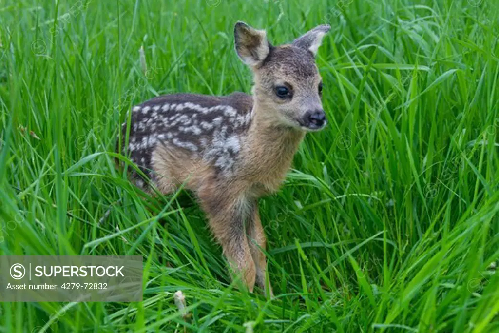 Roe Deer (Capreolus capreolus). Newborn fawn (1 day old) in grass. Germany