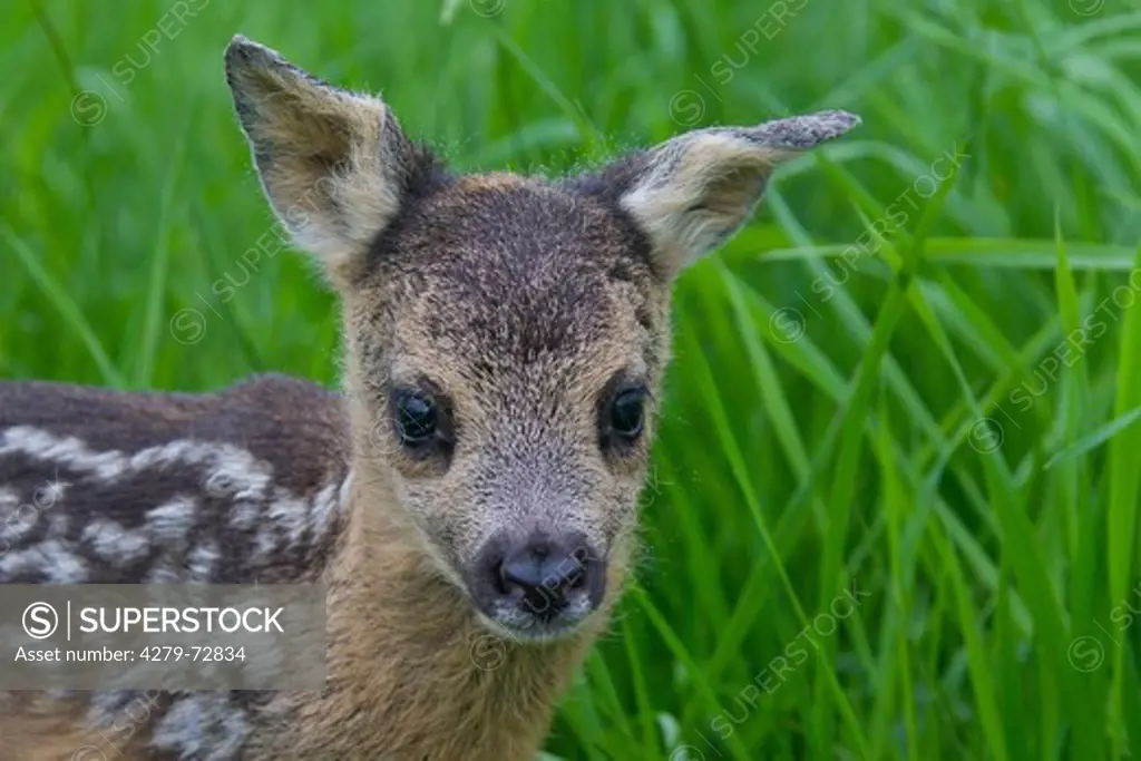 Roe Deer (Capreolus capreolus). Newborn fawn (1 day old) in grass, portrait. Germany