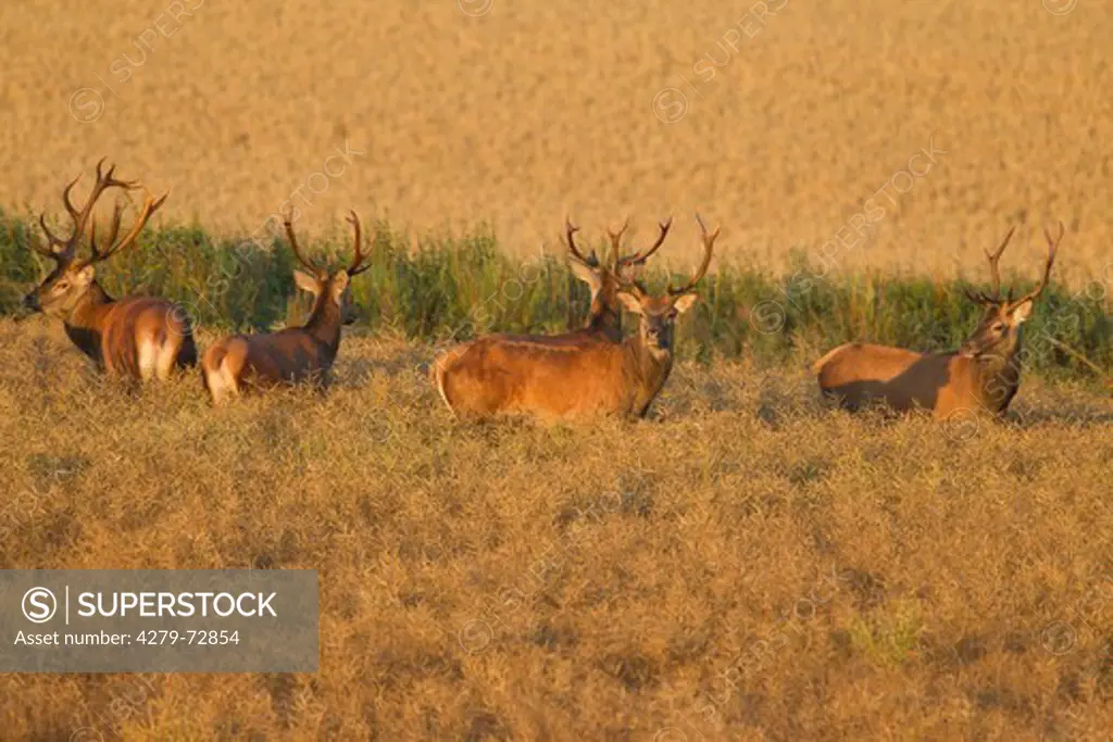 Red Deer (Cervus elaphus). Five stags in a rape field. Scania. Sweden