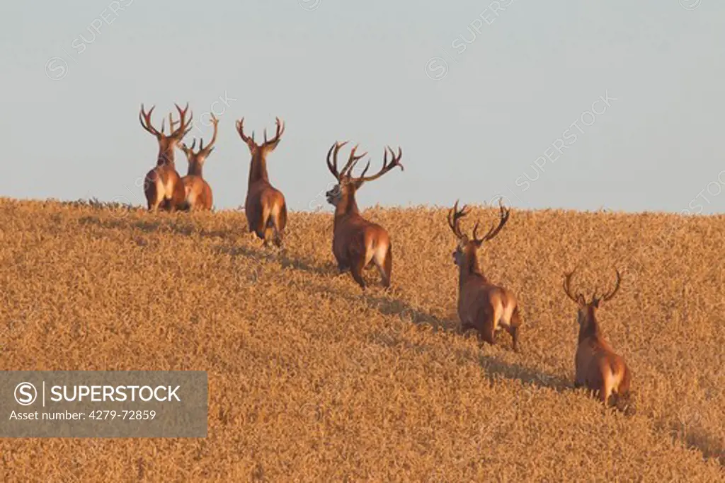 Red Deer (Cervus elaphus). Six stags fleeing in a wheat field. Scania. Sweden