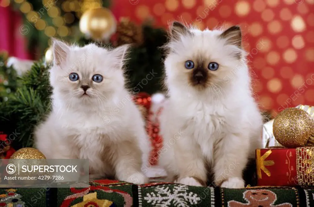 two young sacred cat of Burma - in Christmas decoration