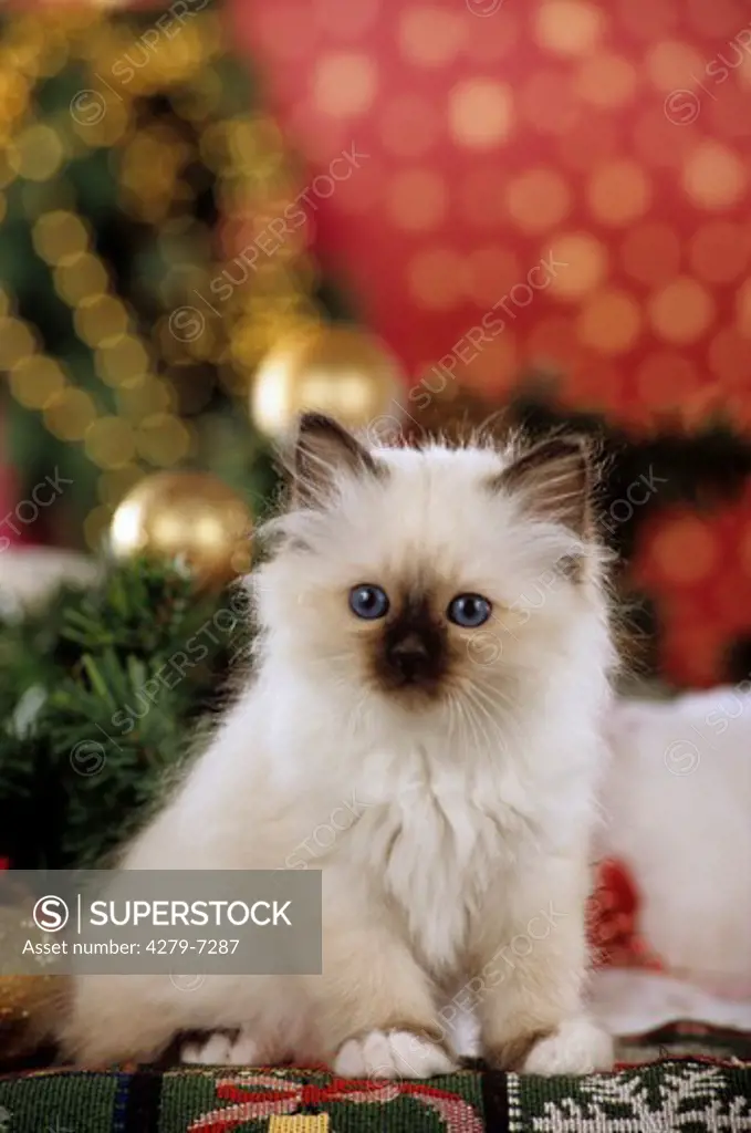young sacred cat of Burma - in Christmas decoration