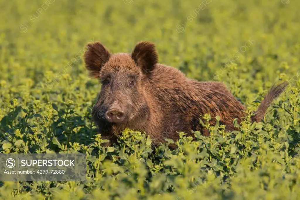 Wild Boar (Sus scrofa). Sow in a rape field. Germany