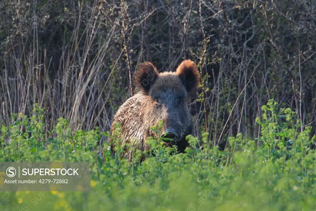 Wild Boar (Sus scrofa). Sow in a rape field. Germany