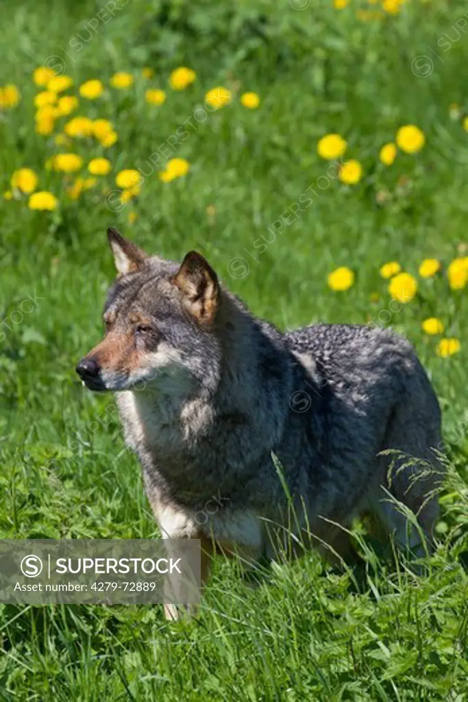 European Wolf (Canis lupus). Adult standing on a meadow. Sweden