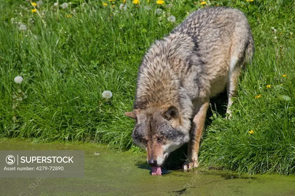 European Wolf (Canis lupus). Adult drinking from a pond. Sweden