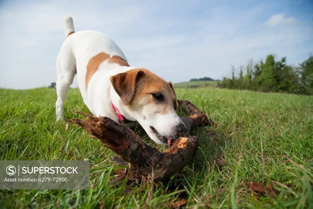 Jack Russell Terrier Single adult licking a log