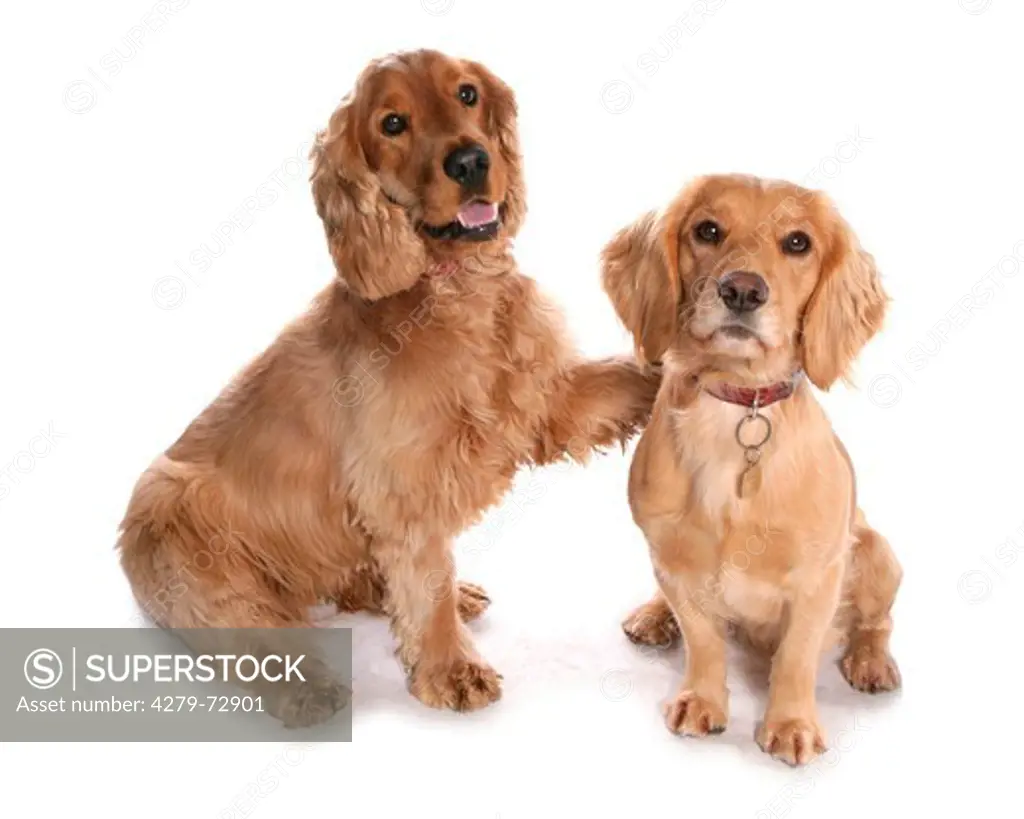 Cocker Spaniel. Two adults sitting in a studio. Studio picture against a white background