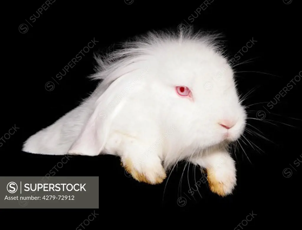 Domestic rabbit White albinotic bunny against a black background