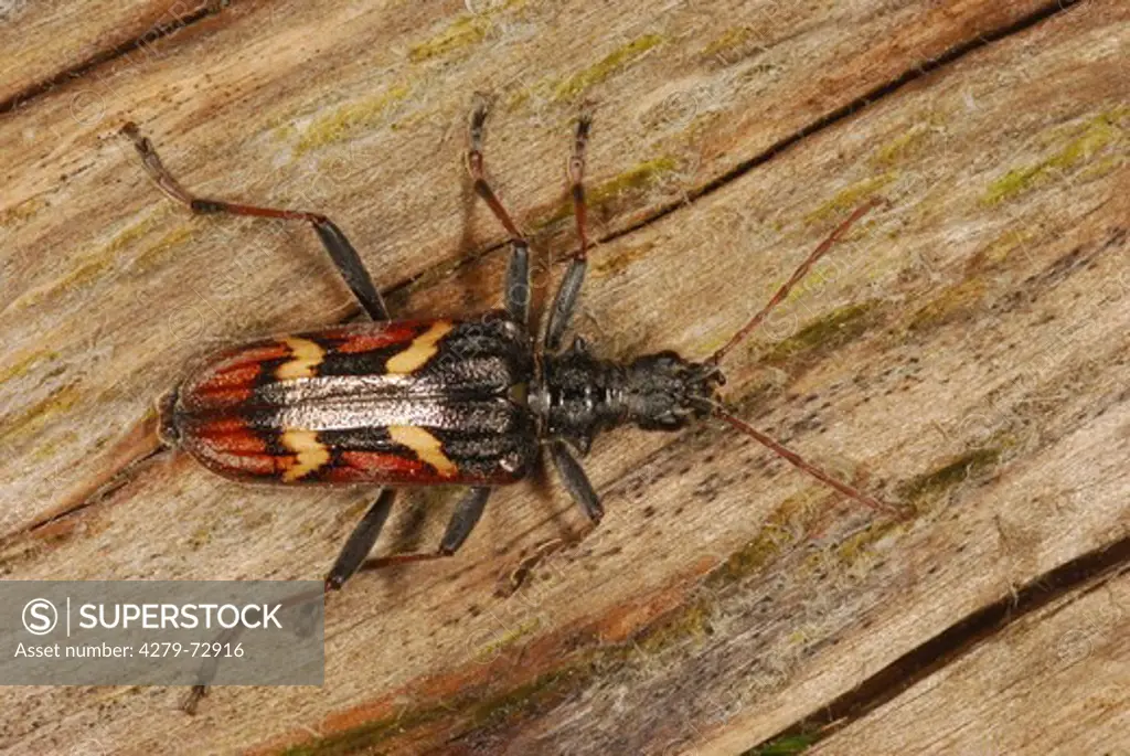 Two-banded Longhorn Beetle (Rhagium bifasciatum) on wood Germany