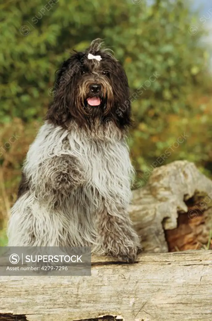 Schapendoes - dutch sheepdog - sitting up and begging