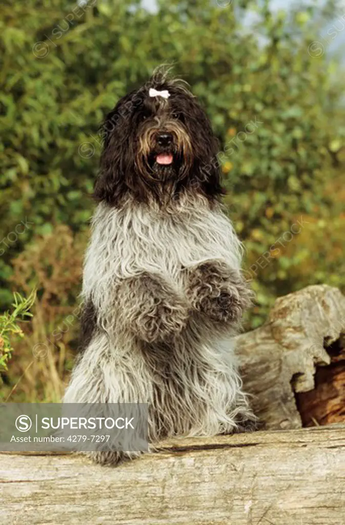 Schapendoes - dutch sheepdog - sitting up and begging