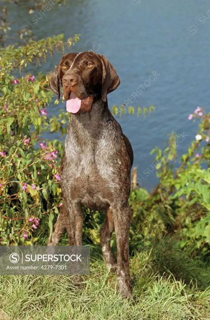 German Shorthaired - sitting on meadow