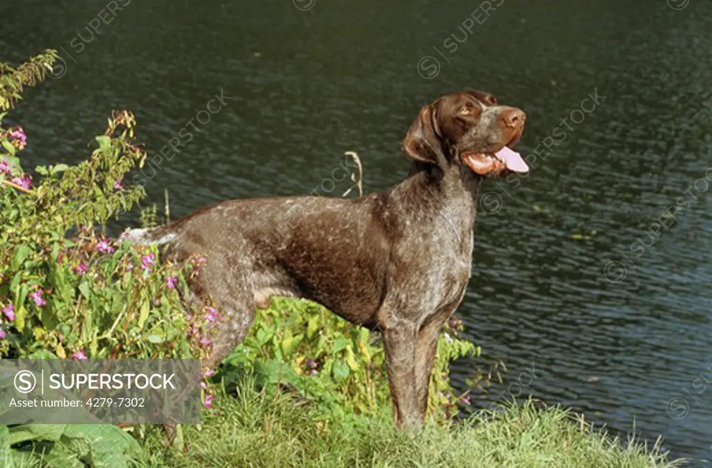 German Shorthaired - standing on meadow at water