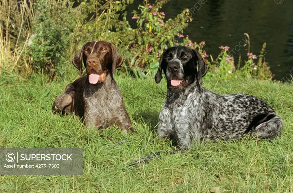 German Shorthaired and German Wirehair