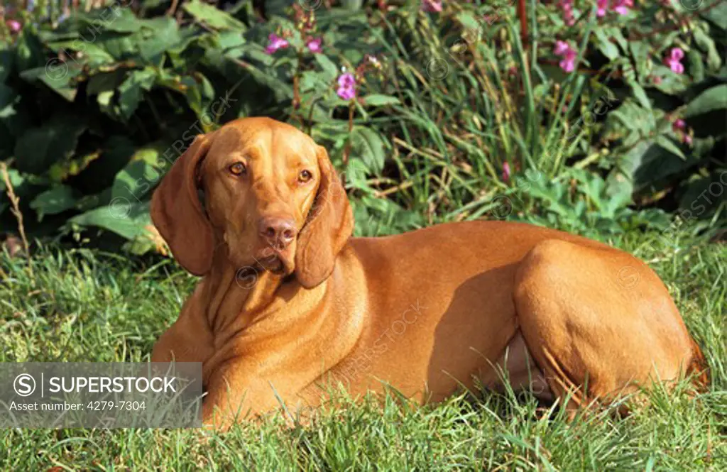 Hungarian Short-haired Pointing Dog lying on meadow
