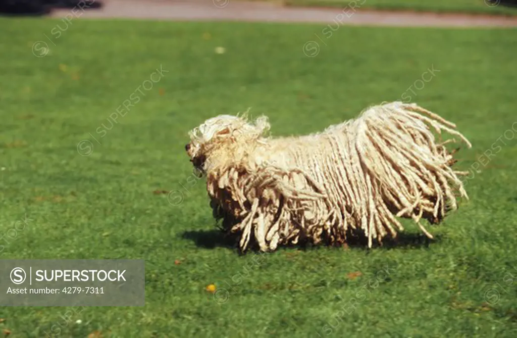 puli dog - running over meadow
