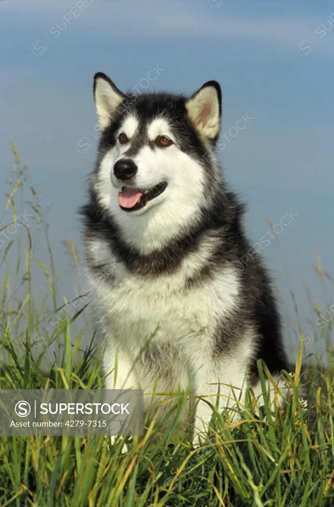 Siberian husky - sitting on meadow
