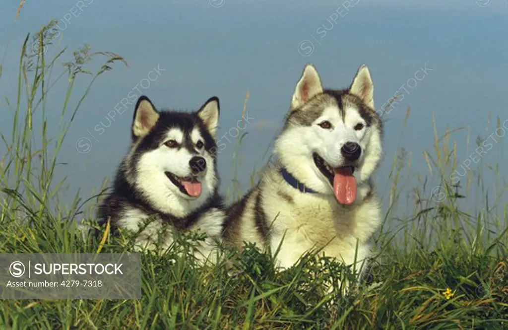 two Siberian huskys - lying on meadow