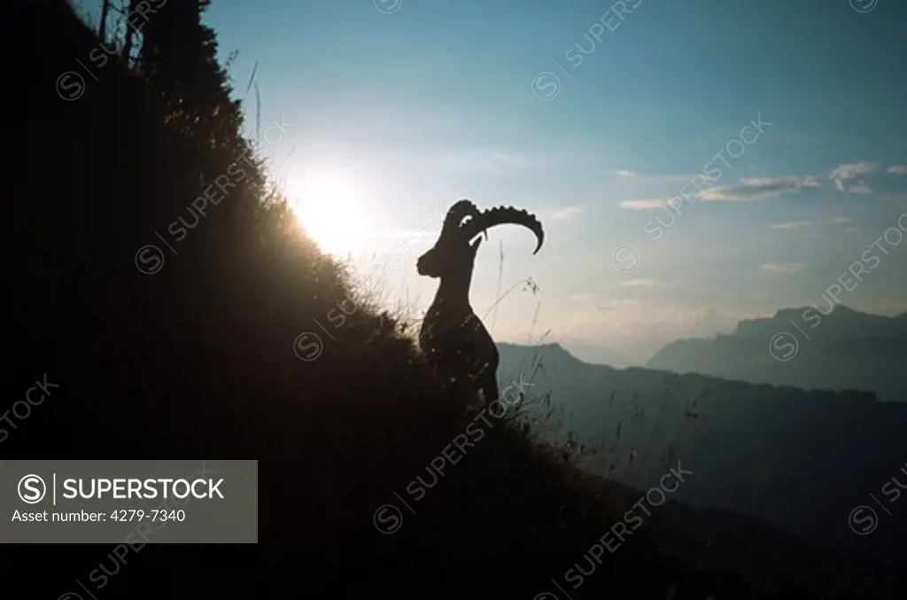 Alpine ibex at sunset, Capra ibex