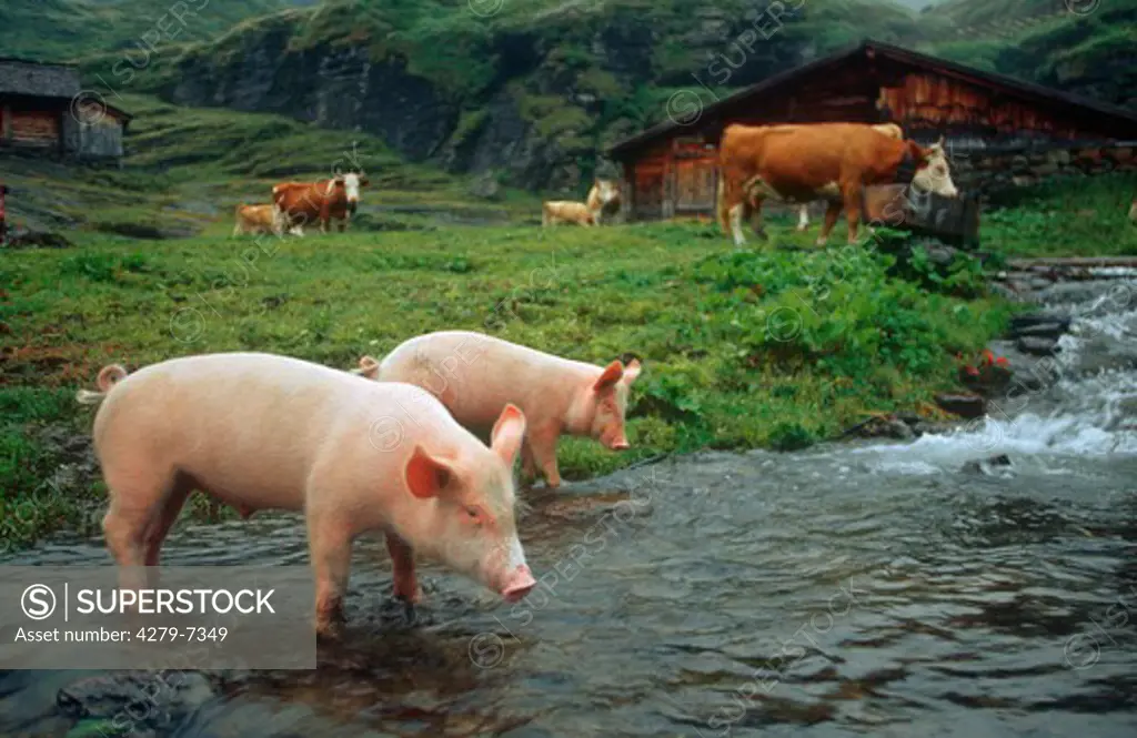 pigs and cows at ditch