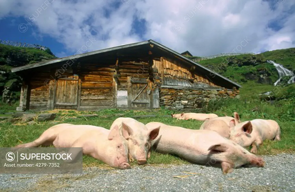 domestic pigs - sleeping